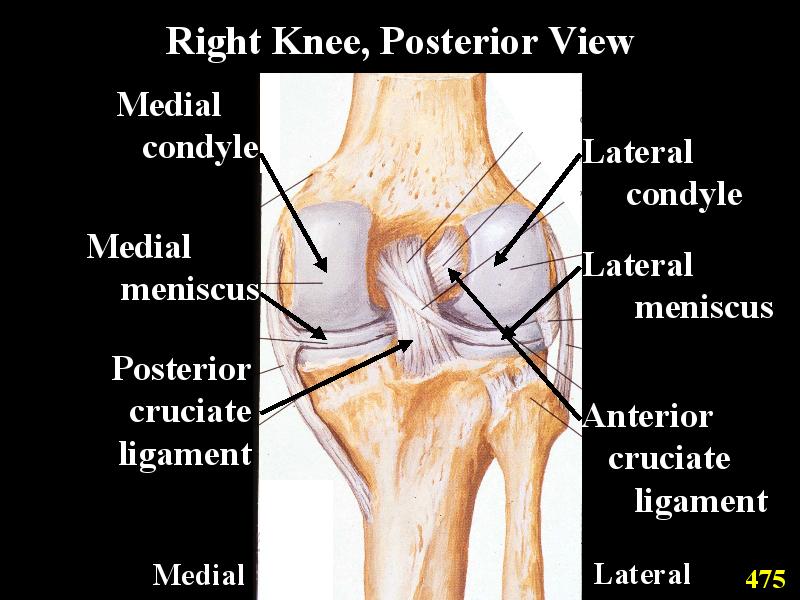 anatomy of the knee posterior view